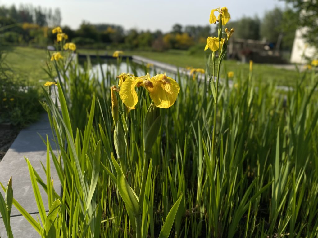 Art Bruges Guestrooms Wellness Swimming Pond